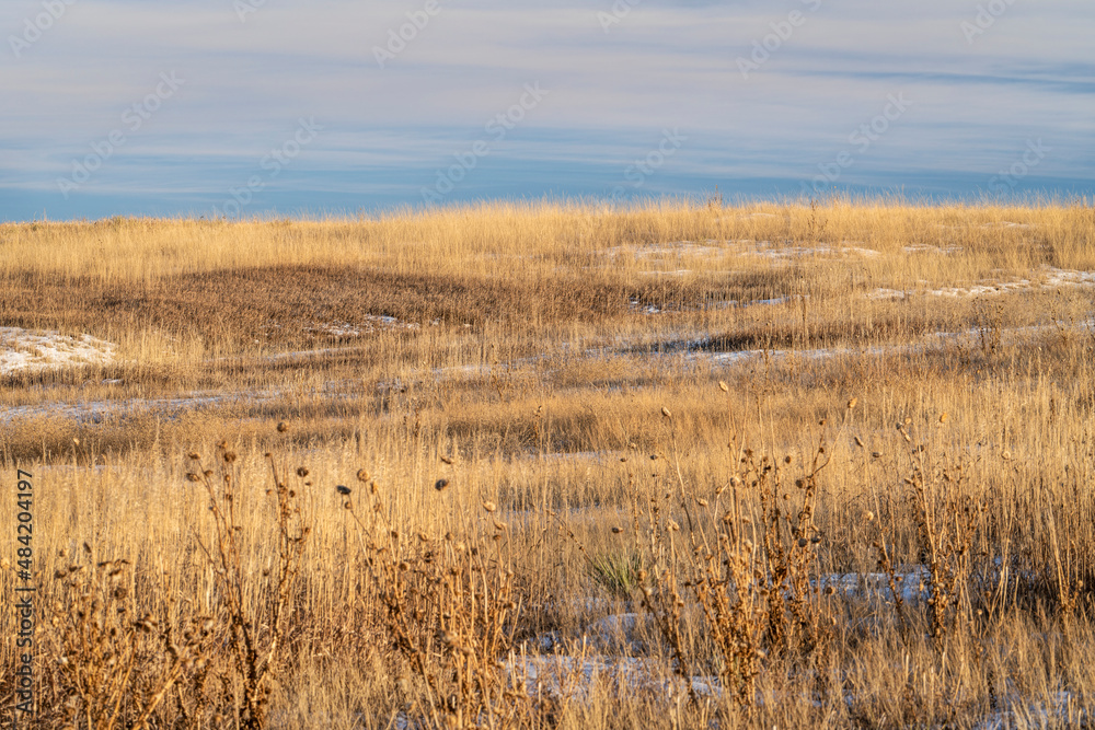 dry grass and thistle, winter sunset scenery at Colorado foothills - Cathy Fromme Prairie Natural Area dry grass and thistle, winter sunset scenery at Colorado foothills - Cathy Fromme Prairie Natural Area