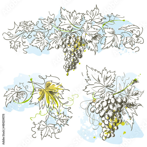 Hand drawn grapevine border ink sketch with branches and green grape leaves isolated on white background