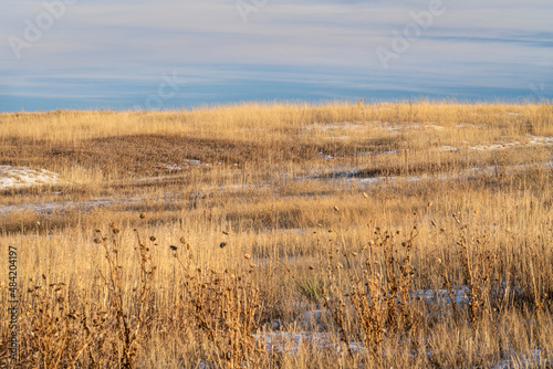 dry grass and thistle, winter sunset scenery at Colorado foothills - Cathy Fromme Prairie Natural Area