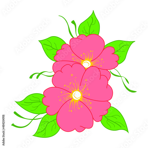 Nature flower pink dogwood Cornus florida, vector botanic garden floral leaf plant.