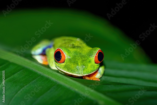 Red-eyed tree frog (Agalychnis callidryas), Beautiful iconic Green frog with red eyes sits on a red leaf in the tropics. La Fortuna, Costa Rica wildlife.