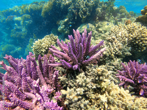 Fototapeta Naklejka Na Ścianę i Meble -  Coral on reef in red sea, fantastic colors under water, Marsa Alam, Egypt