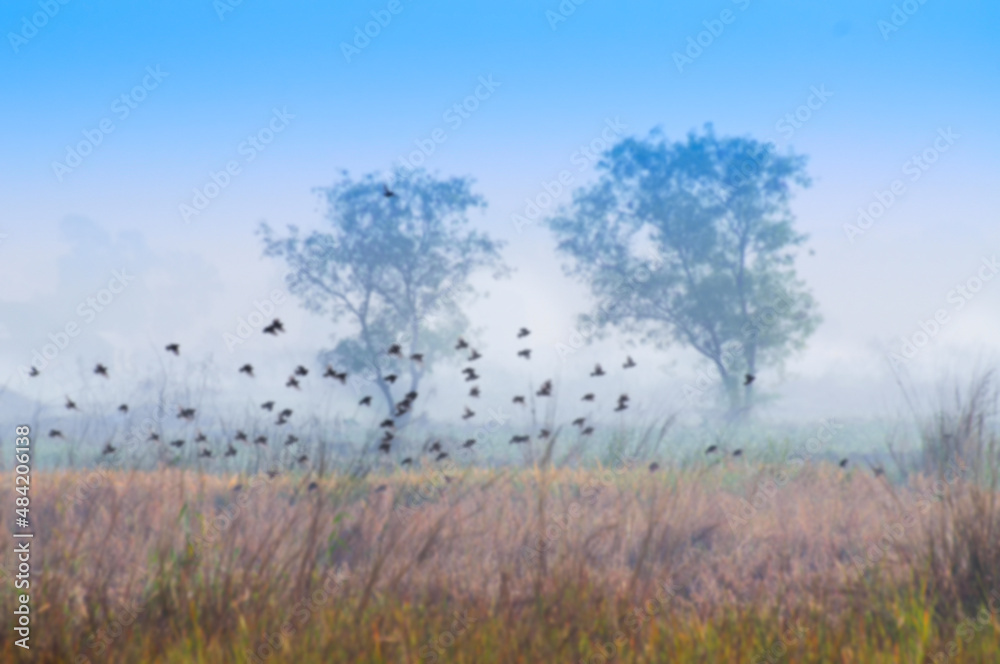 Birds flying in the winter mist