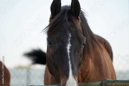 Slika na platnu Portrait of Indian horse breed