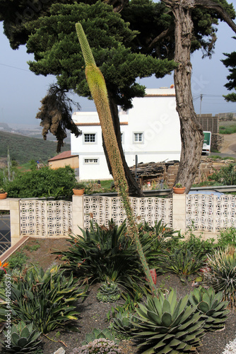 agave titanota photo