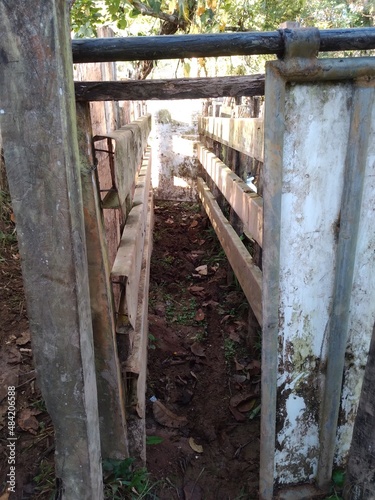 wooden tunnel through which the cows enter to be vaccinated
