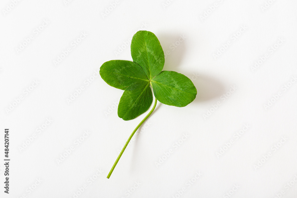 A four leaf clover on white background. Good for luck or St. Patrick's day. Shamrock, symbol of fortune, happiness and success. Dreams come true. Close up A four leaf clover on white background. Good for luck or St. Patrick's day. Shamrock, symbol of fortune, happiness and success. Dreams come true. Close up