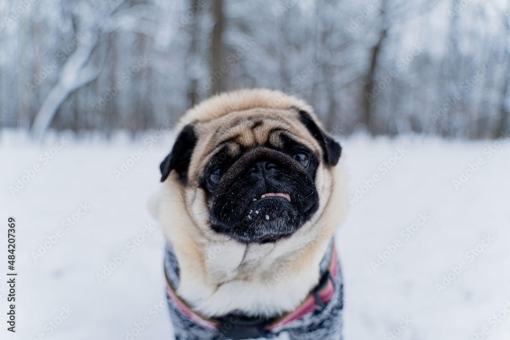 Winter. A dog dressed in winter clothes. Winter. A dog dressed in winter clothes.