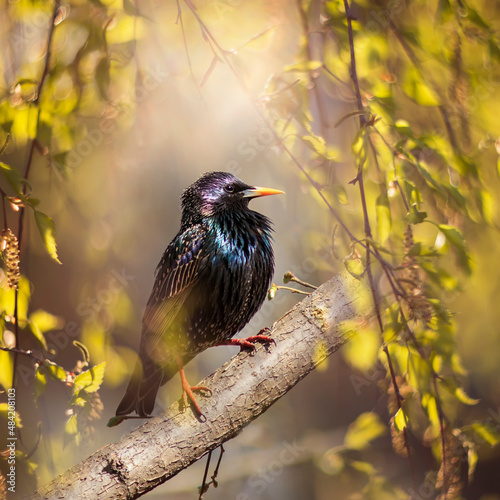 spring portrait of a starling bird sitting on birch branches in a sunny park