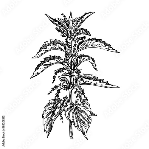 Stem of nettle. Sketch. Engraving style. Vector illustration.