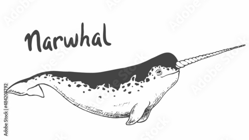 Whale narwhal isolated on white background photo
