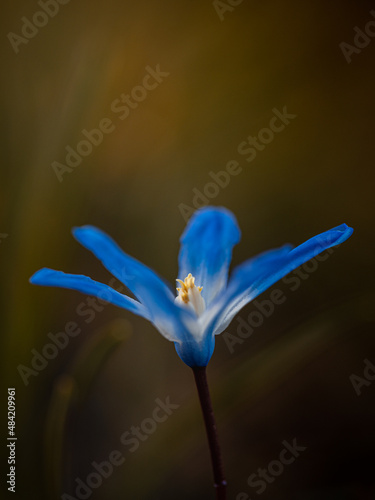One Scilla siberica (Chionodoxa luciliae) is a species of flowering plant in the family Asparagaceae, with natural blurry background. Firt spring flowers. Macro detail photo © Diana Hlachová