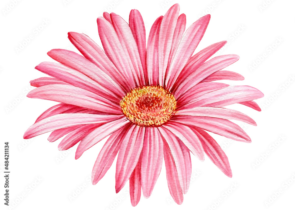 Pink gerbera flower, on a white background. Watercolor botanical illustration 