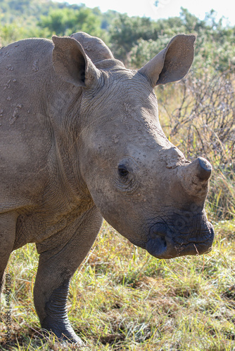 Dehorned Rhino, South Africa