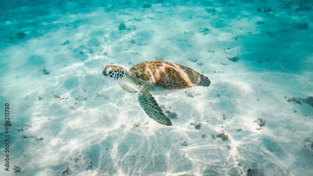 Fototapeta premium Une tortue en train de nager dans une eau turquoise de l'océan en Guadeloupe.