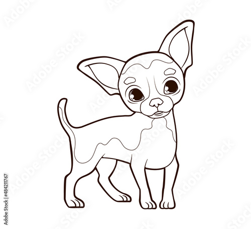 Coloring book Little funny chihuahua dog with big ears stands on thin paws. Vector illustration in cartoon style, black and white line