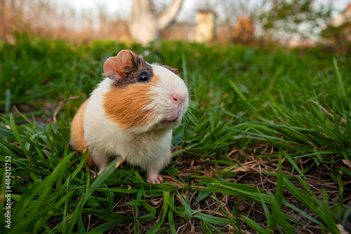 The guinea pig is a species of rodent belonging to the genus Cavia in the family Caviidae.