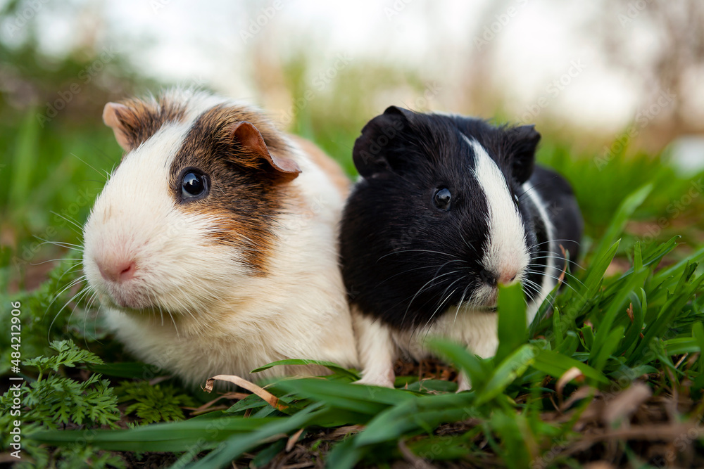 The guinea pig is a species of rodent belonging to the genus Cavia in the family Caviidae. The guinea pig is a species of rodent belonging to the genus Cavia in the family Caviidae.