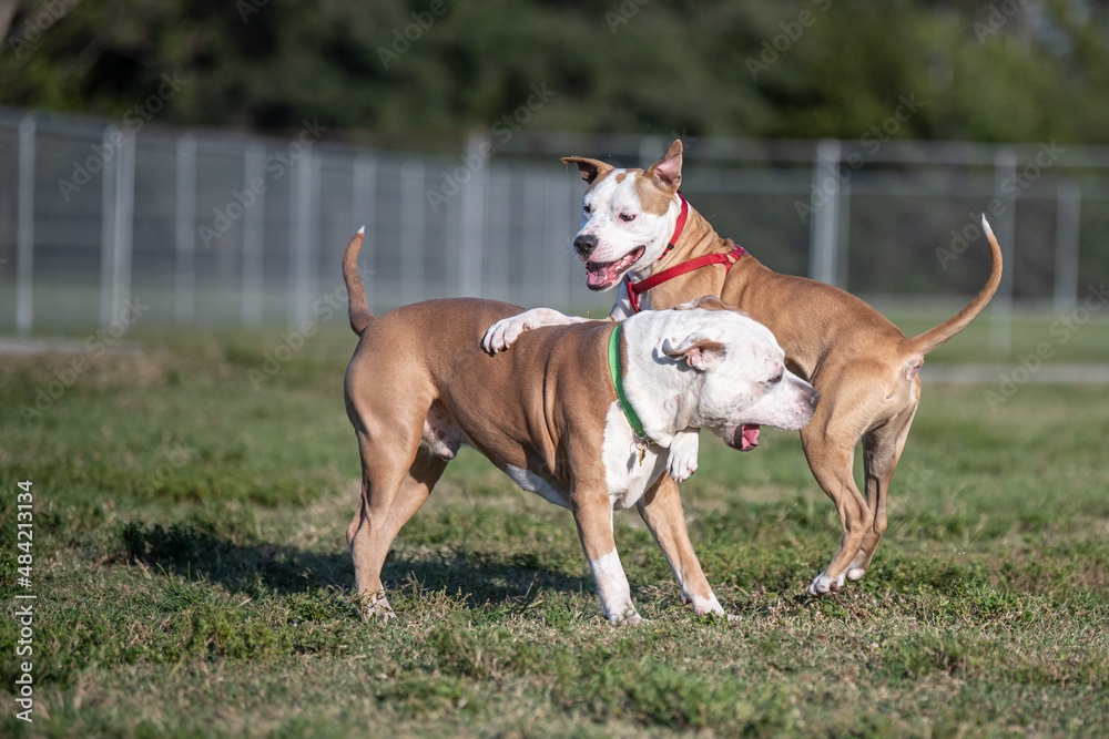 Two Pitbull mix terriers playing at the dog park