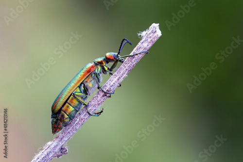 The Spanish fly (Lytta vesicatoria) is an aposematic emerald-green beetle in the blister beetle family (Meloidae). It is distributed across Eurasia. photo