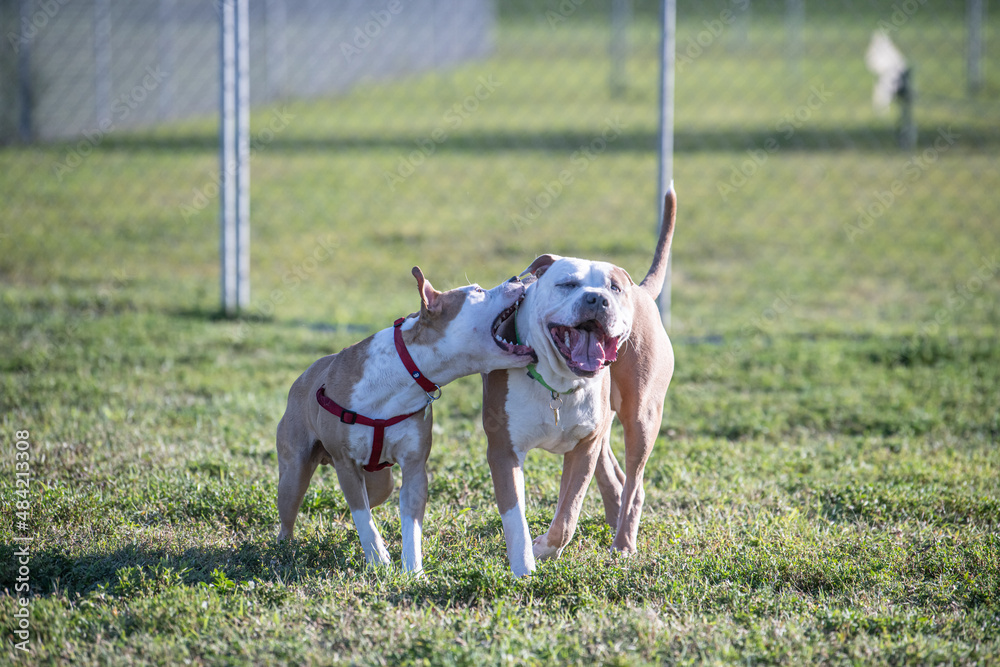 Two Pitbull mix terriers playing at the dog park