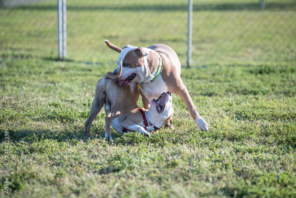 Two Pitbull mix terriers playing at the dog park