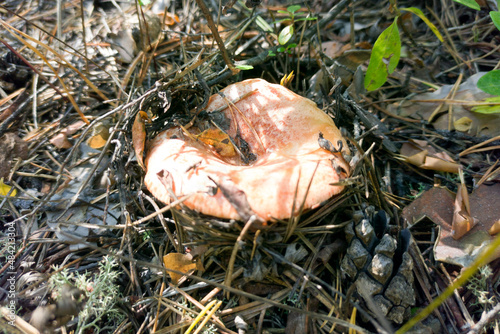 The wealth of the Taiga is coniferous forest. The edible mushroom Lactarius, which people call Saffron milk cap.