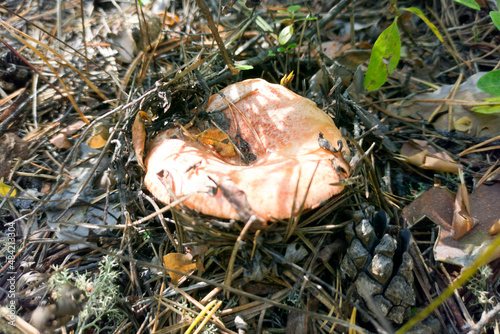 The wealth of the Taiga is coniferous forest. The edible mushroom Lactarius, which people call Saffron milk cap. photo