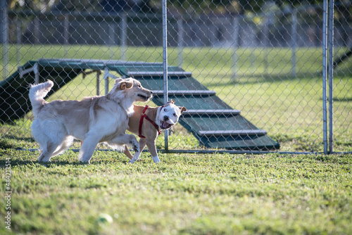 Obraz na płótnie A pitbull mix and a labrador playing at the dog park w salonie