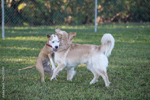Obraz na płótnie A pitbull mix and a labrador playing at the dog park w salonie