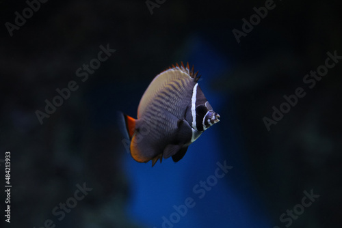 Red-tailed butterflyfish (Chaetodon collare), also known as the Pakistani butterflyfish. Fish in aquarium underwater. Blur.