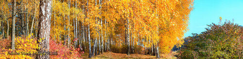 Fototapeta Naklejka Na Ścianę i Meble -  Birch grove on sunny autumn day, beautiful landscape through foliage and tree trunks, panorama, horizontal banner