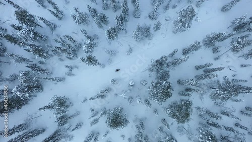 Aerial view of a person electric fatbiking through snow covered forest, in cloudy Lapland - top down, drone shot photo