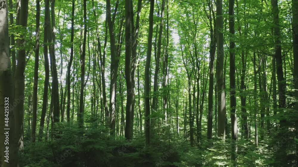 Aerial view from a slow-flying drone through a green deciduous forest on a summer sunny day. Aerial view of green trees in the wild forest illuminated by the shining rays of the sun. Aerial view from a slow-flying drone through a green deciduous forest on a summer sunny day. Aerial view of green trees in the wild forest illuminated by the shining rays of the sun.