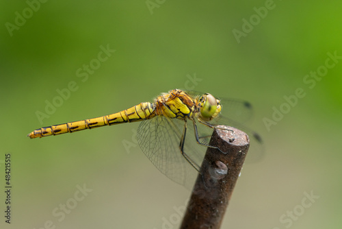 A common darter dragonfly resting on a piece of metal photo