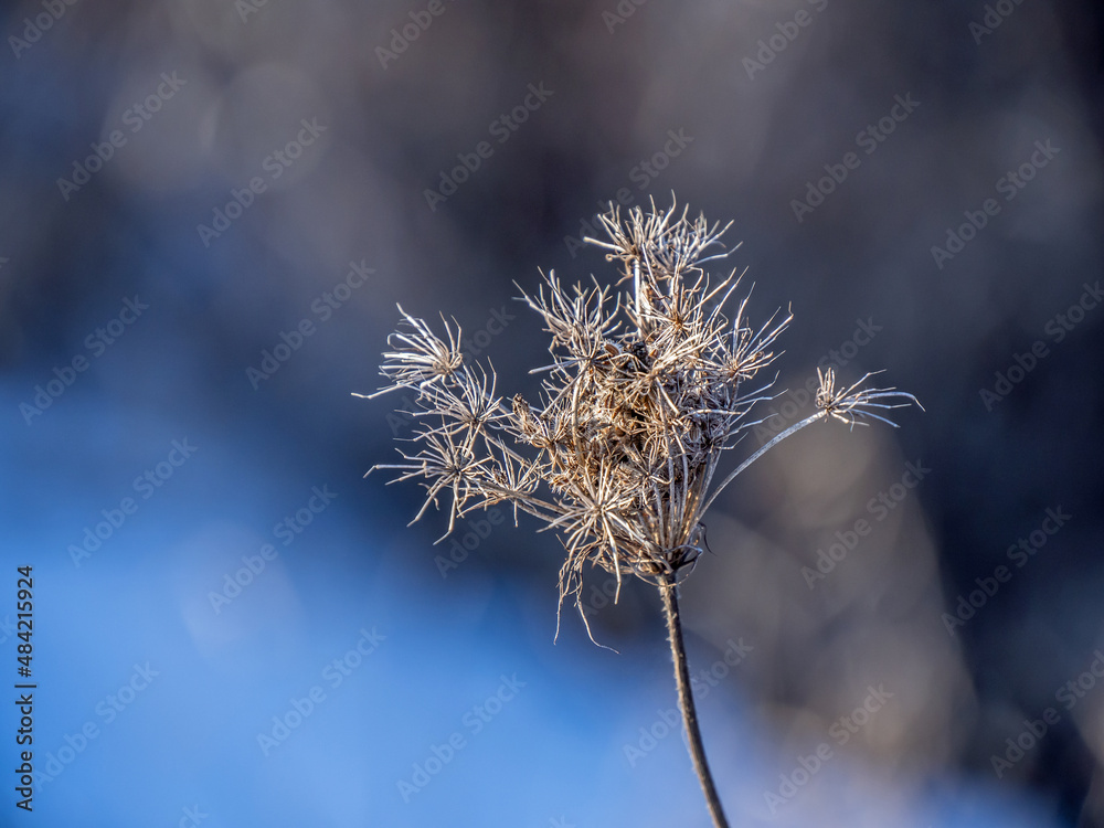 Obraz premium Close-up of a dried queen anne's lace flower on a cold January day with a blurred background.