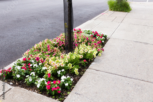 High angle view of tree pit planted with annual flowers by a citizen initiative in the Villeray neighbourhood, Montreal, Quebec, Canada