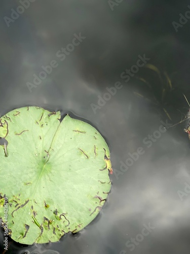Dusty Lilypad