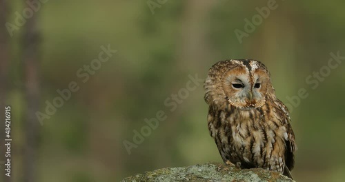 Wallpaper Mural Tawny owl, Strix aluco, sitting on the stone n forest. Clear green background. Beautiful animal in the nature. Bird in the Sweden forest. Wildlife scene from dark spruce tree. Torontodigital.ca