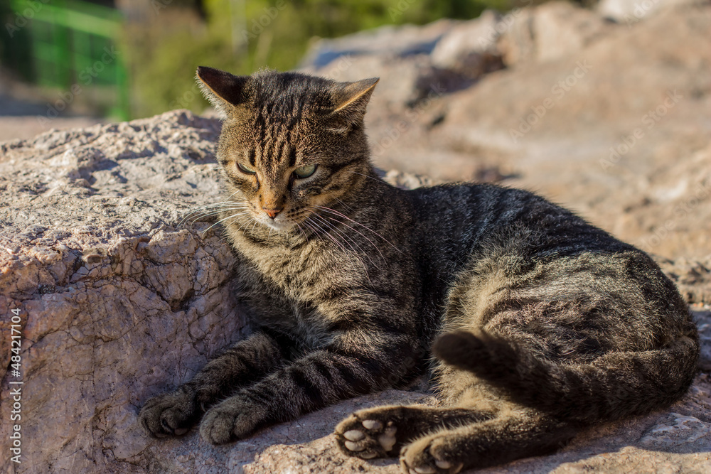 Obraz premium cat portrait homeless animal theme photography, pet laying on stones