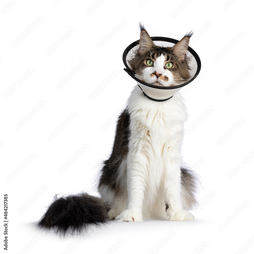 Young adult Maine Coon cat, wearing protective medical cone around neck