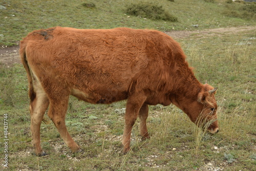 cow and calf