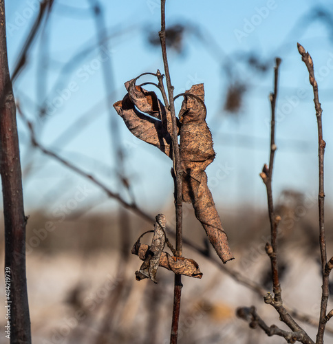 Close-up of dried leaf hanging on a tree branch on a cold January day with blurred snow and branches in the background.