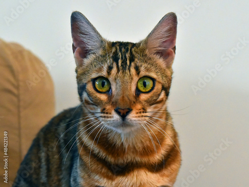 Fototapeta Naklejka Na Ścianę i Meble -  un gato con unos preciosos ojos