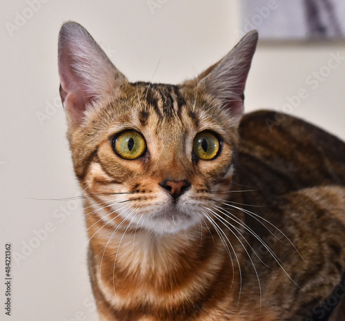 un gato con bonitos ojos © alberto