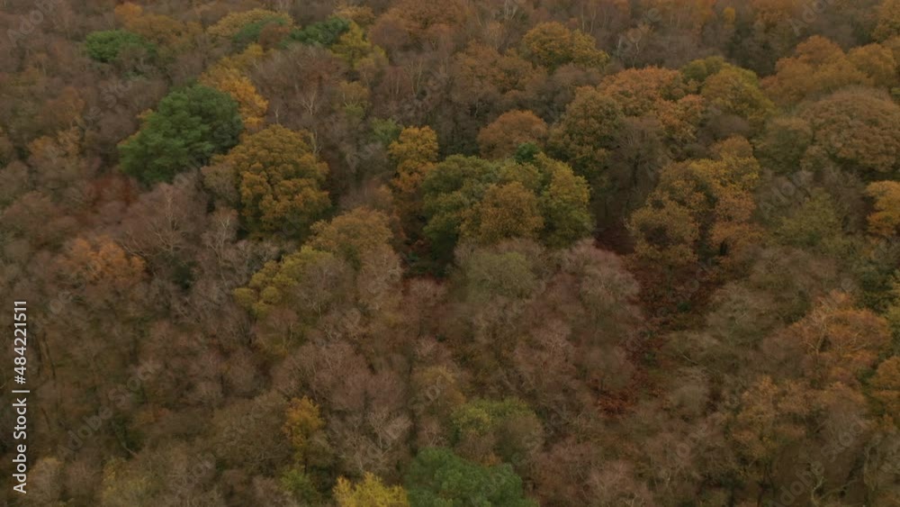 4K: Drone shot of a forest with trees in the Autumn or Fall. Stock Video Clip Footage 4K: Drone shot of a forest with trees in the Autumn or Fall. Stock Video Clip Footage