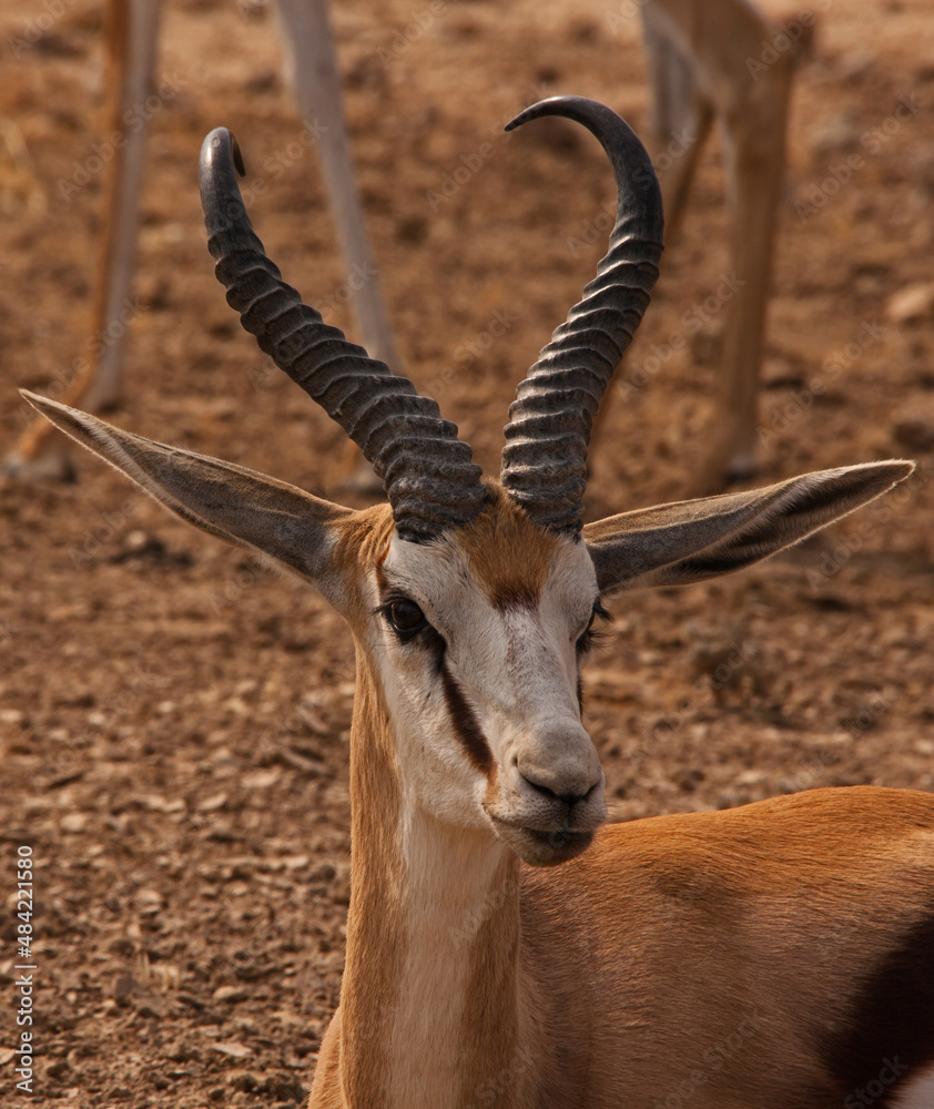 Springbok (Antidorcas marsupialis)  5000