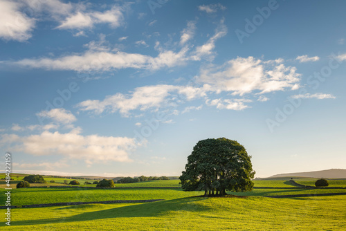 Small copse of trees near the village of Airton in the Yorkshire Dales National Park, North Yorkshire, England photo