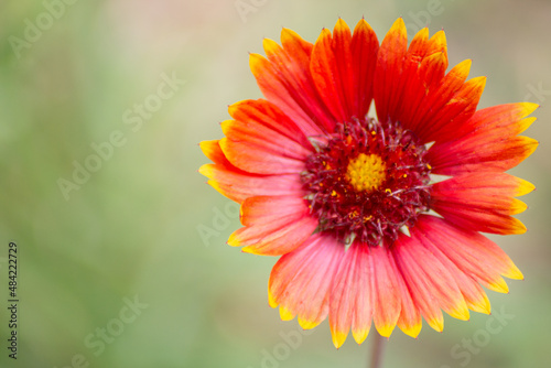 Gaillardia is a flower with red petals with yellow tips. Macro photography  the background is blurred  the flower is located on the right side of the image. Cover  flyer  layout design  postcard