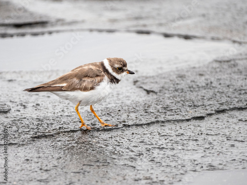 An adult semipalmated plover (Charadrius semipalmatus), Puerto Egas, Santiago Island, Galapagos, Ecuador photo